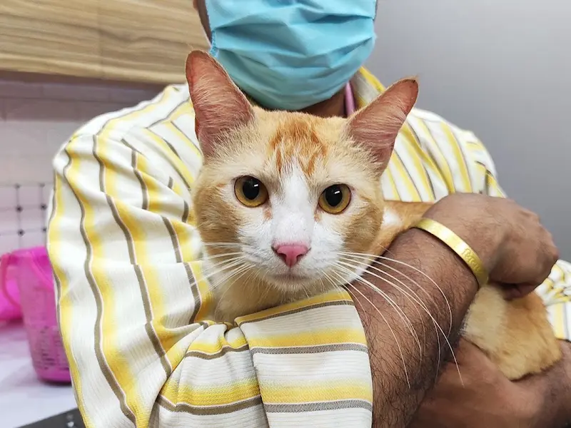 Pet Lovers Clinic, photo 4