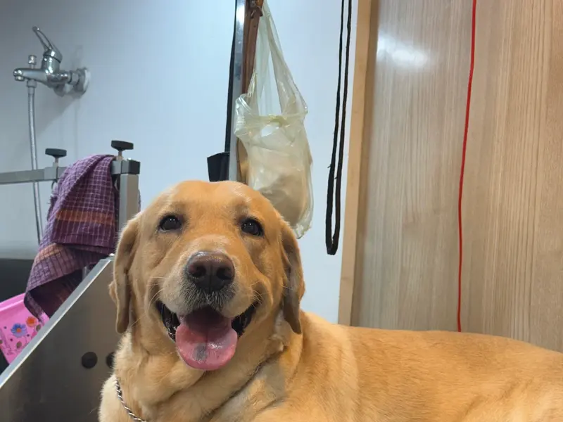 Shreya’s pet clinic & spa, photo 4