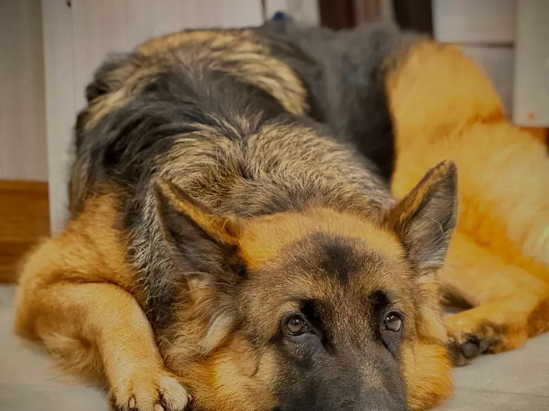 Shreya’s pet clinic & spa, photo 5