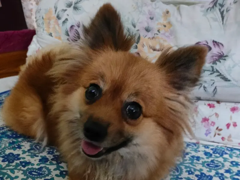 PET N PAWS, photo 3