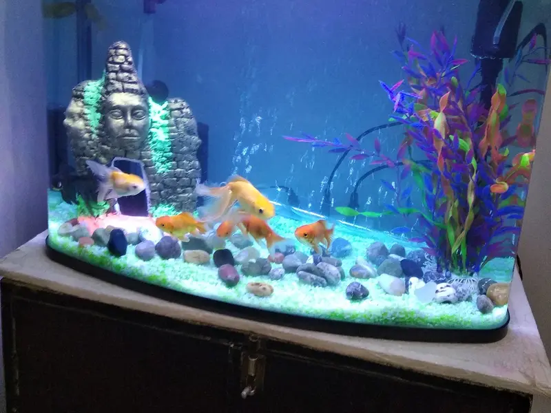Fish Museum, photo 3