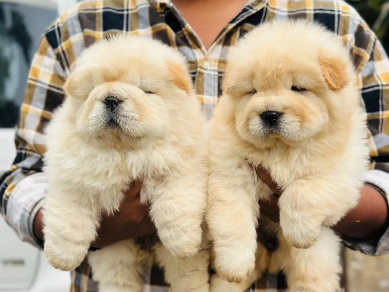 Brownie Pets, photo 2