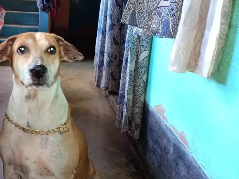 Pet Care, photo 4