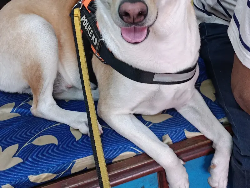 Pet Care, photo 5