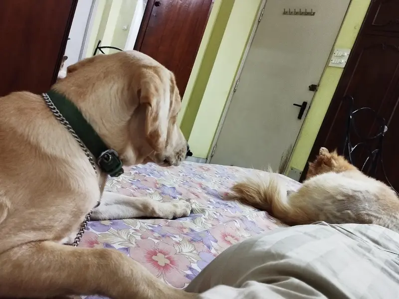 Rajasree's Dog Creche., photo 2