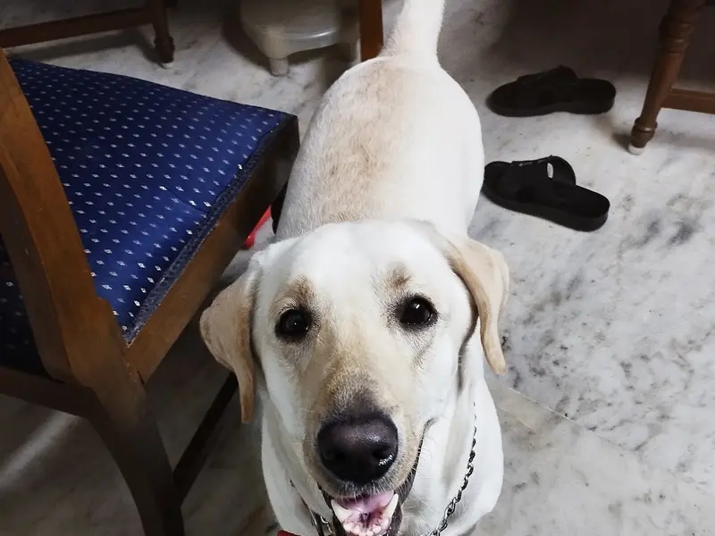 Rajasree's Dog Creche., photo 4
