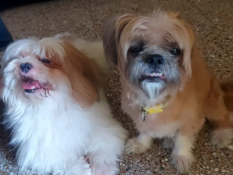 Happy Tail Tale Dog Creche, photo 2