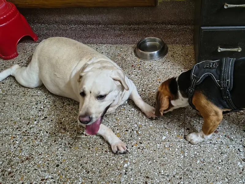 Happy Tail Tale Dog Creche, photo 3