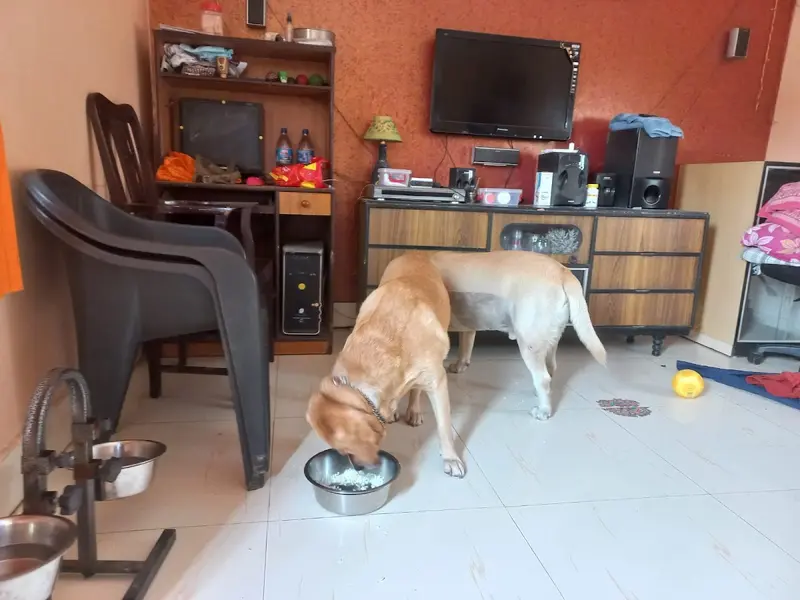 Happy Tail Tale Dog Creche, photo 4
