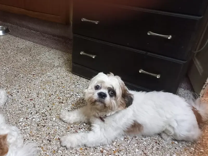 Happy Tail Tale Dog Creche