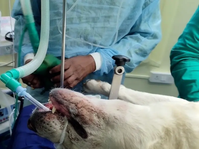 Moitri Bhabana Veterinary Clinic, photo 4