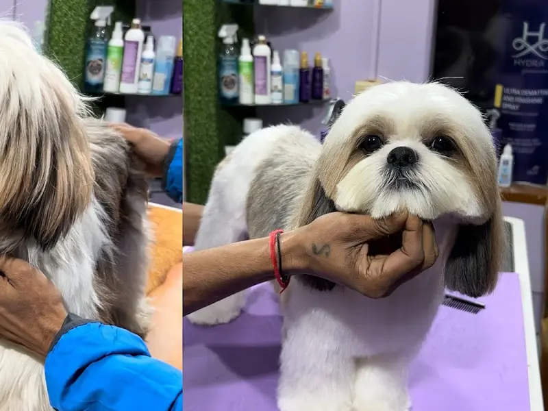Pups and Pets | Pet Grooming | Premium Pet Products | Pet Clinic in Salt Lake | Pet Shop in Salt Lake, photo 2