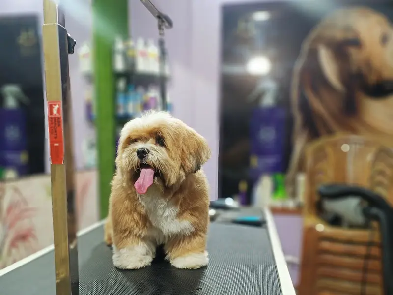 Pups and Pets | Pet Grooming | Premium Pet Products | Pet Clinic in Salt Lake | Pet Shop in Salt Lake, photo 5