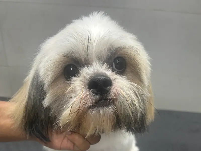 Vetic Pet Clinic Salt Lake, photo 2