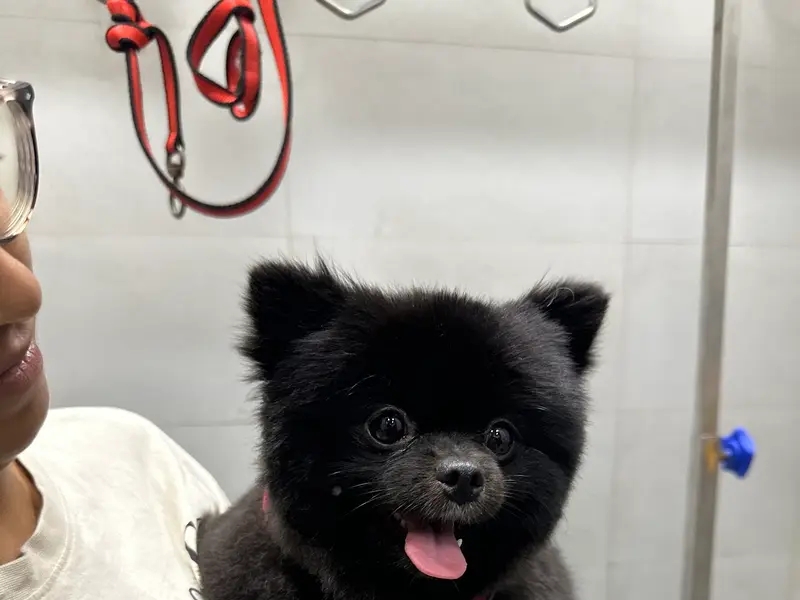 Vetic Pet Clinic Salt Lake, photo 5