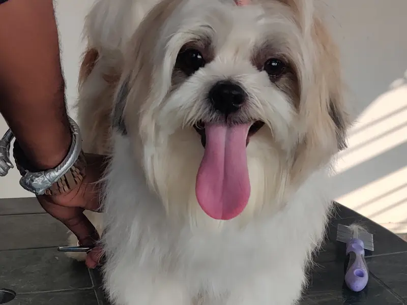 Dog groomers, photo 2