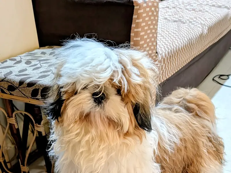Dog groomers, photo 3