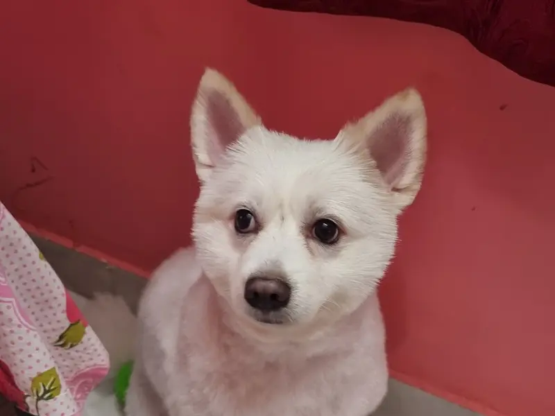 Dog groomers, photo 4