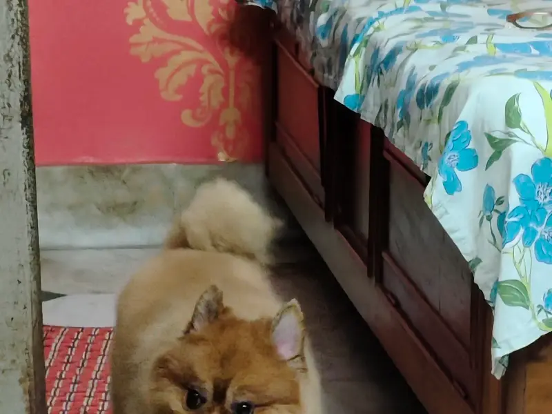 Dog groomers, photo 5
