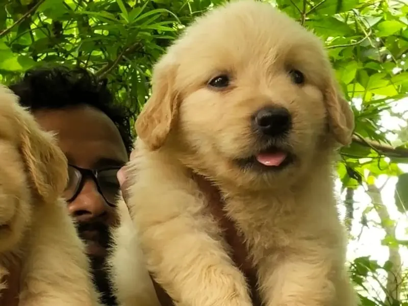 Flower Pets - Birati, Kolkata | Dog for Sale | All Breeds Puppies, photo 2