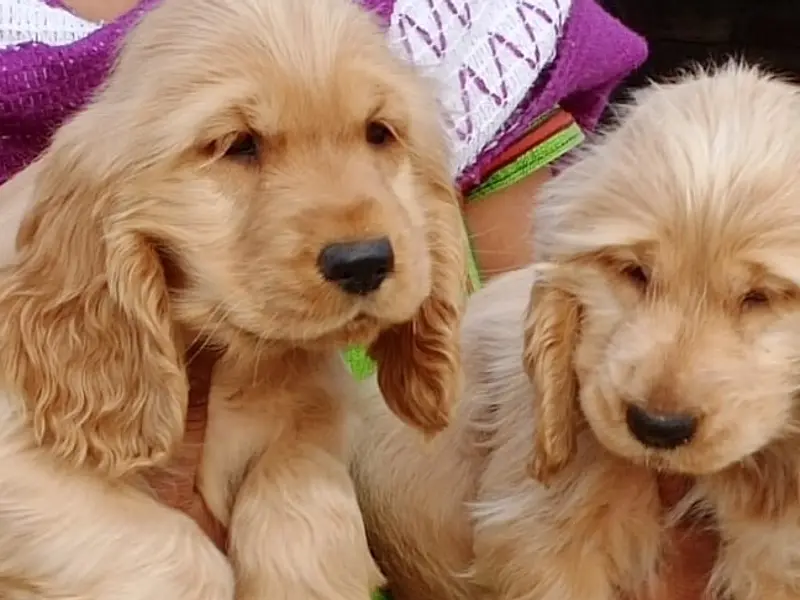 Flower Pets - Birati, Kolkata | Dog for Sale | All Breeds Puppies, photo 4