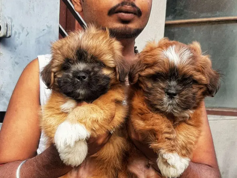 Flower Pets - Birati, Kolkata | Dog for Sale | All Breeds Puppies, photo 5