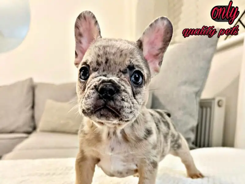ONLY QUALITY PETS ( Dog puppies seller in kolkata ) Dog puppies for sale near dum dum, photo 2