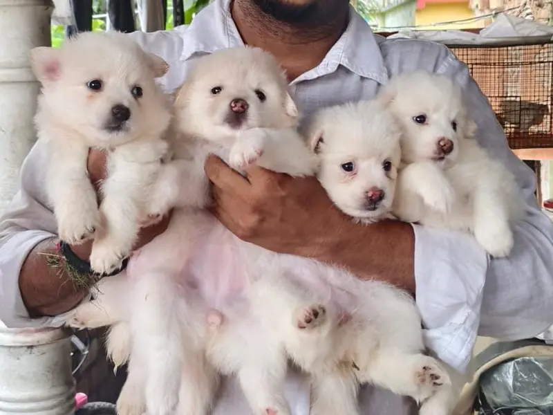 ONLY QUALITY PETS ( Dog puppies seller in kolkata ) Dog puppies for sale near dum dum, photo 5