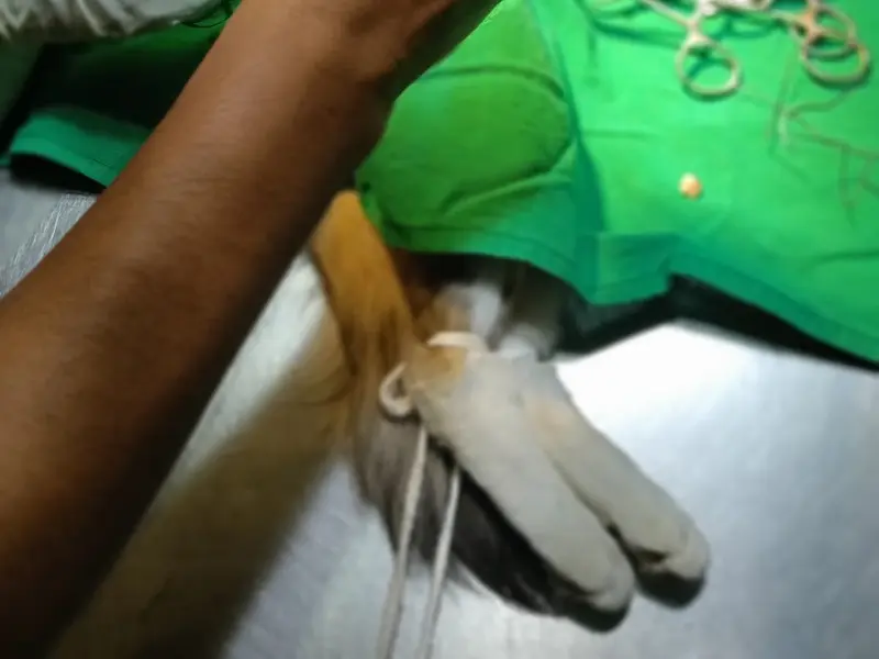 Antarik Veterinary Clinic (Talikhola) | Pet Medicine & Food near me, photo 2