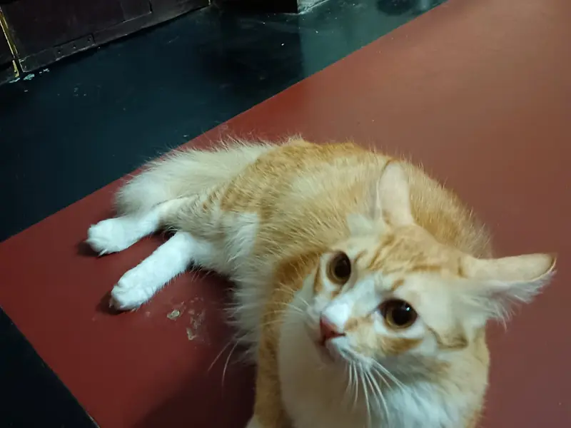 Antarik Veterinary Clinic (Talikhola) | Pet Medicine & Food near me, photo 4