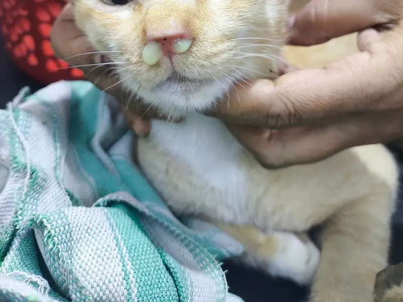 PET'S N VET'S, photo 2
