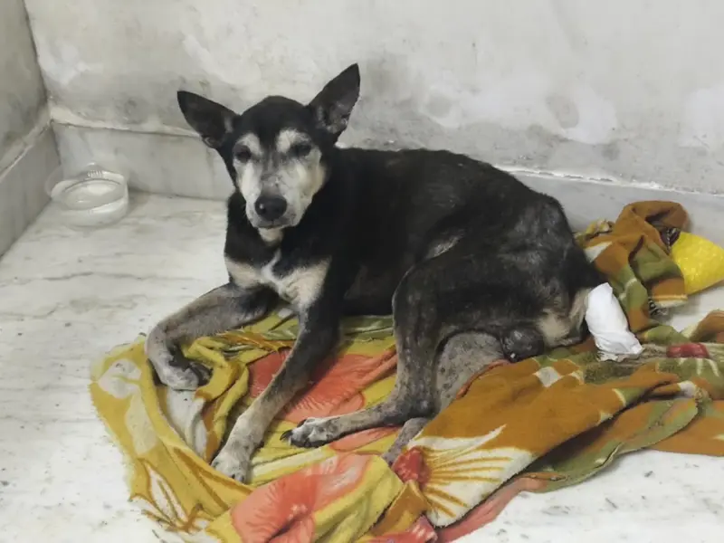 PET'S N VET'S, photo 3
