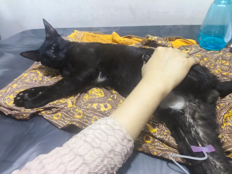 PET'S N VET'S, photo 4