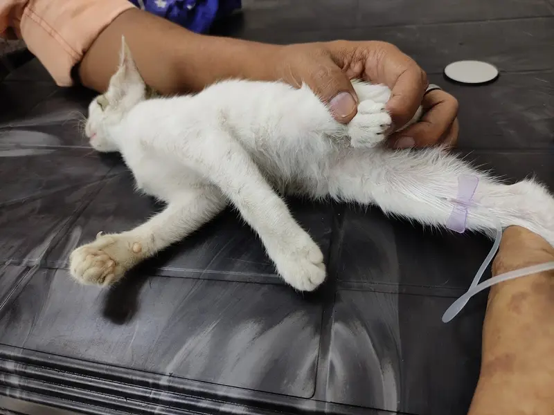 PET'S N VET'S, photo 5