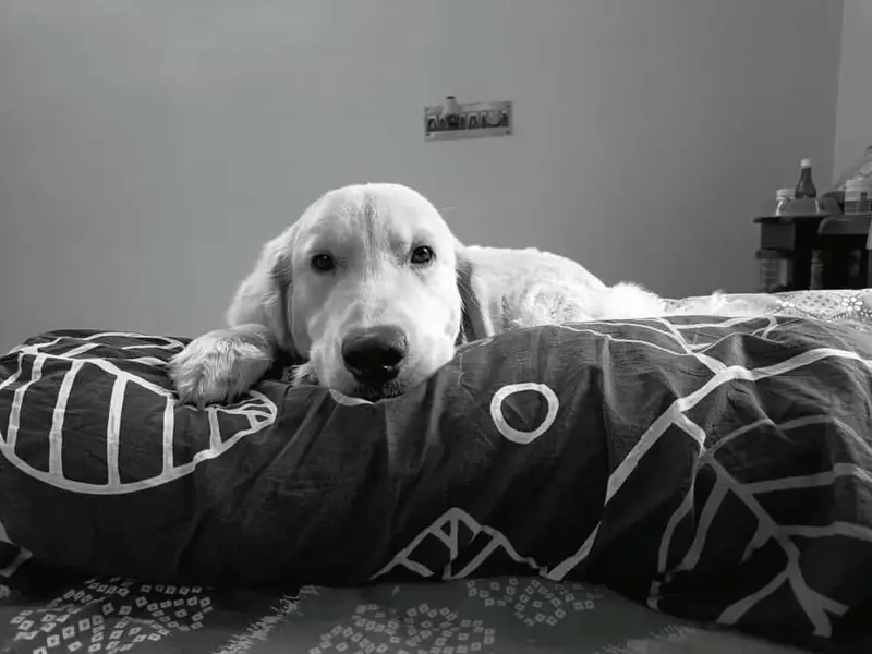 Dog World, photo 2