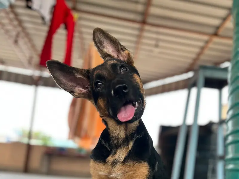 Dog World, photo 3