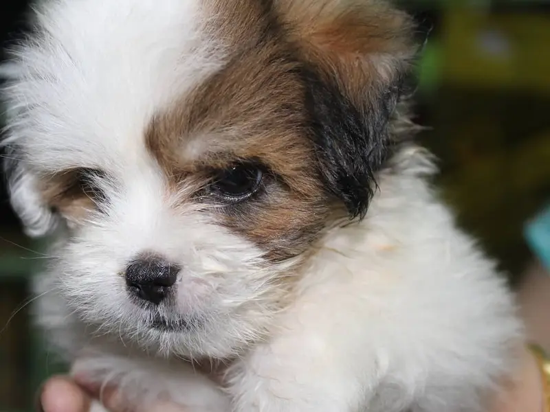 Dog World, photo 4