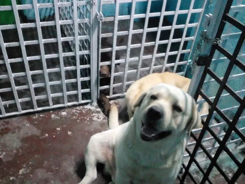 Dog World, photo 5