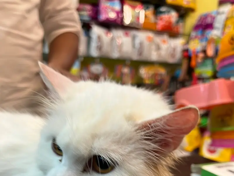 Adhya Pet Care, photo 3
