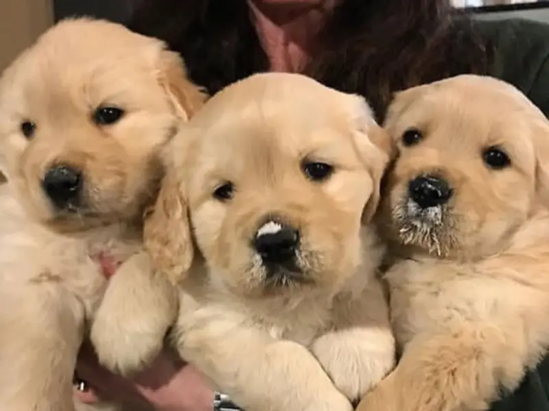 L.P. Dog Zone - Airport, kolkata | Dog puppies Seller in kolkata | dog puppies sale in online pet shop, photo 2