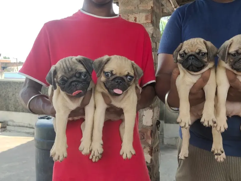 L.P. Dog Zone - Airport, kolkata | Dog puppies Seller in kolkata | dog puppies sale in online pet shop, photo 3
