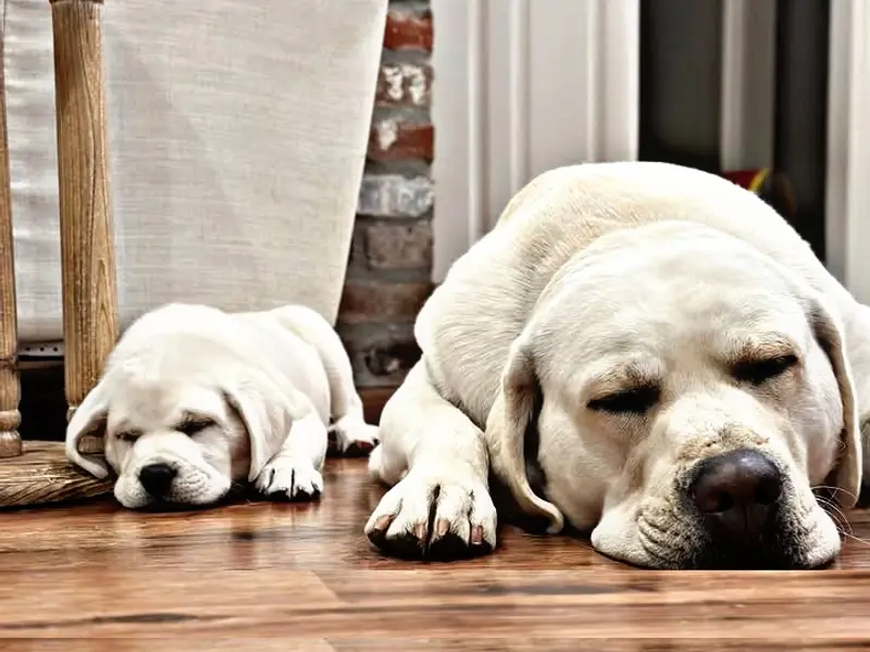 L.P. Dog Zone - Airport, kolkata | Dog puppies Seller in kolkata | dog puppies sale in online pet shop, photo 4