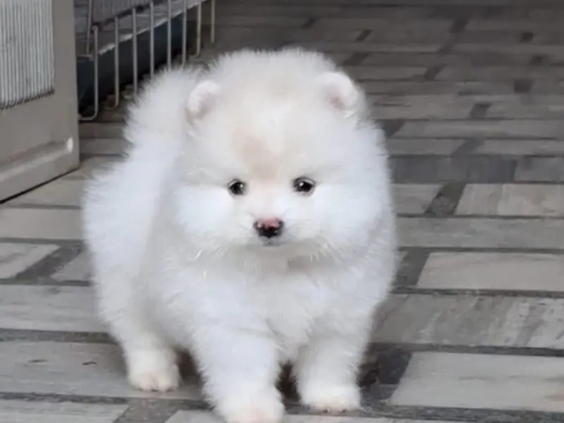 L.P. Dog Zone - Airport, kolkata | Dog puppies Seller in kolkata | dog puppies sale in online pet shop, photo 5