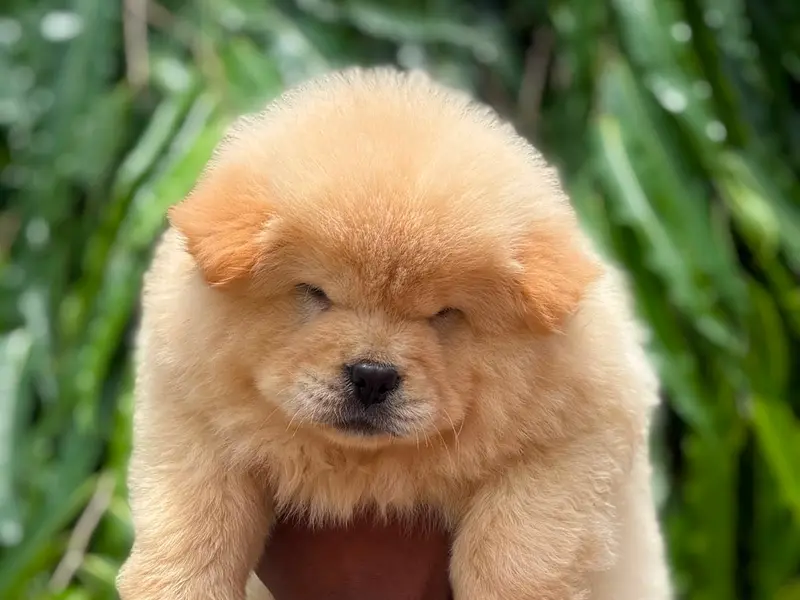 L.P. Dog Zone - Airport, kolkata | Dog puppies Seller in kolkata | dog puppies sale in online pet shop
