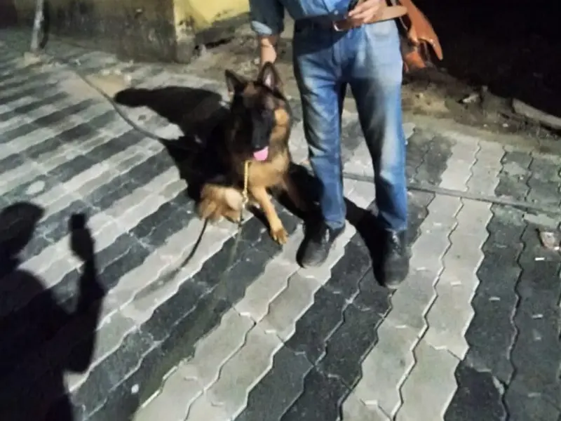 Paw Training (Dog Trainer), photo 2