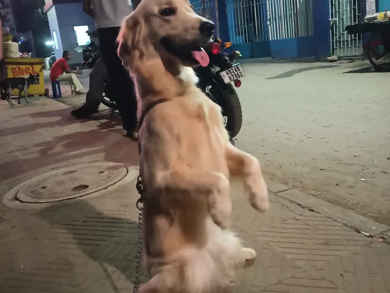 Paw Training (Dog Trainer), photo 3