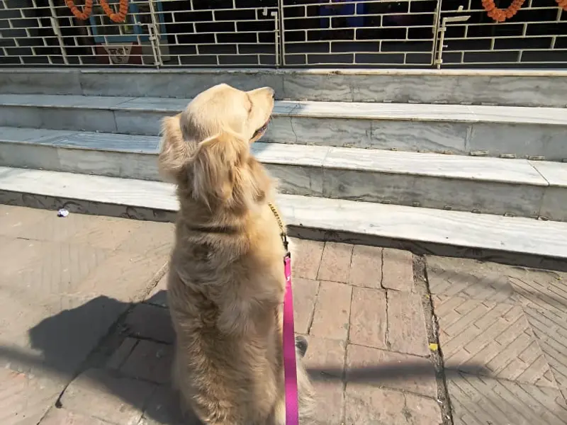 Paw Training (Dog Trainer), photo 4
