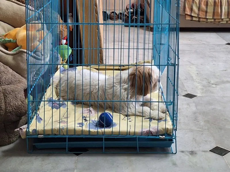 Simon's K-9 Club, photo 2