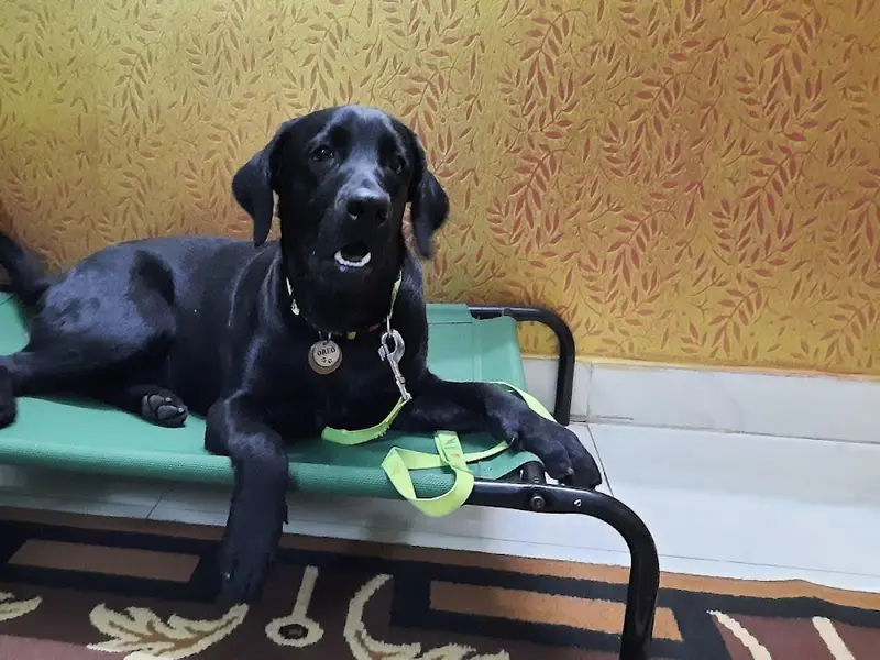 Simon's K-9 Club, photo 5