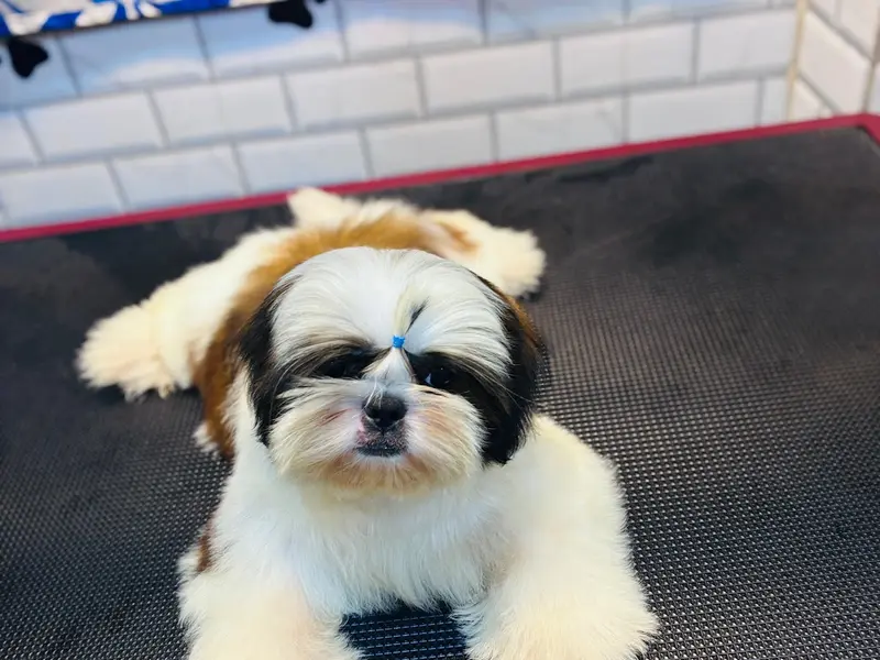 Suhita Dog Creche & Kennel, photo 3